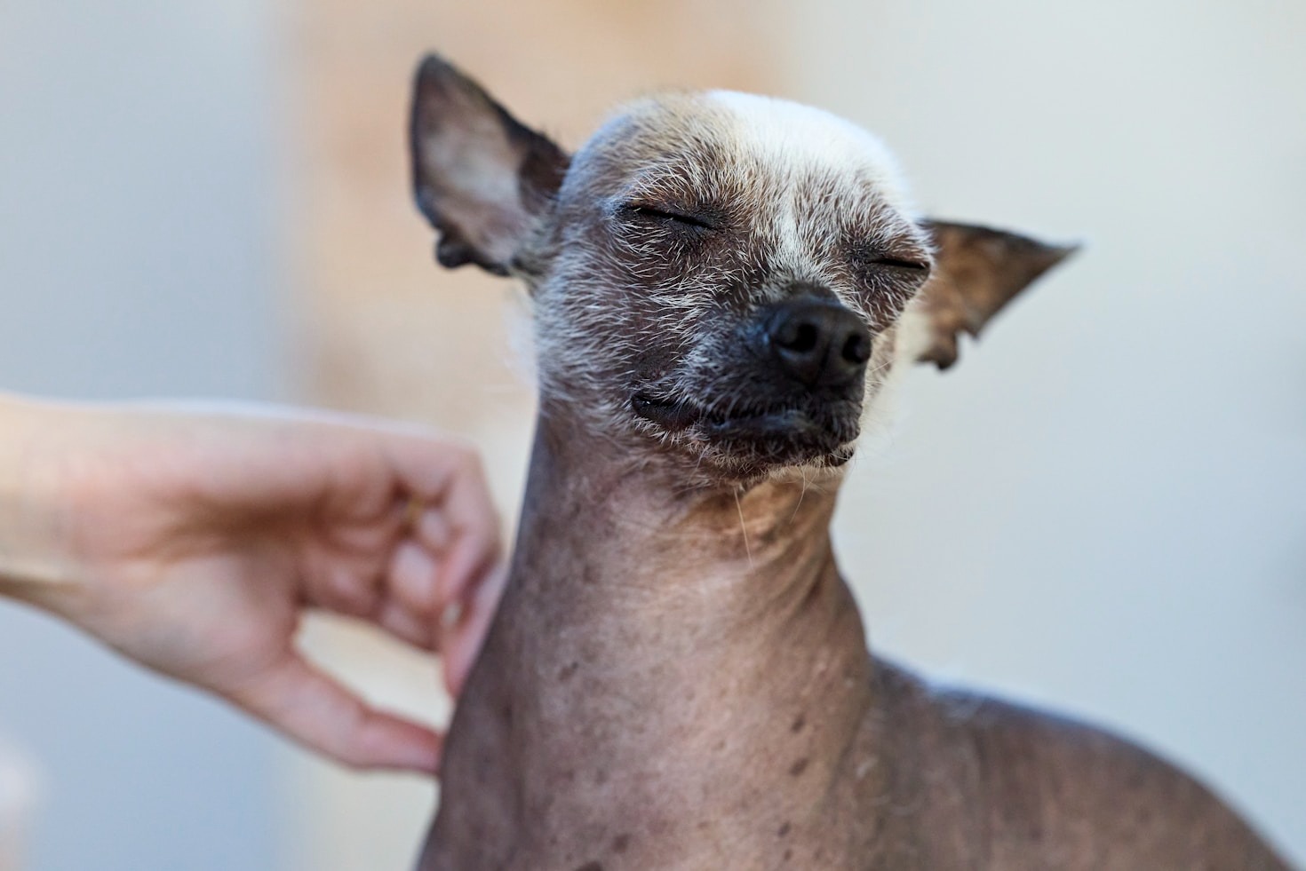 5 Dicas Infalíveis para Garantir a Felicidade do Seu Pet