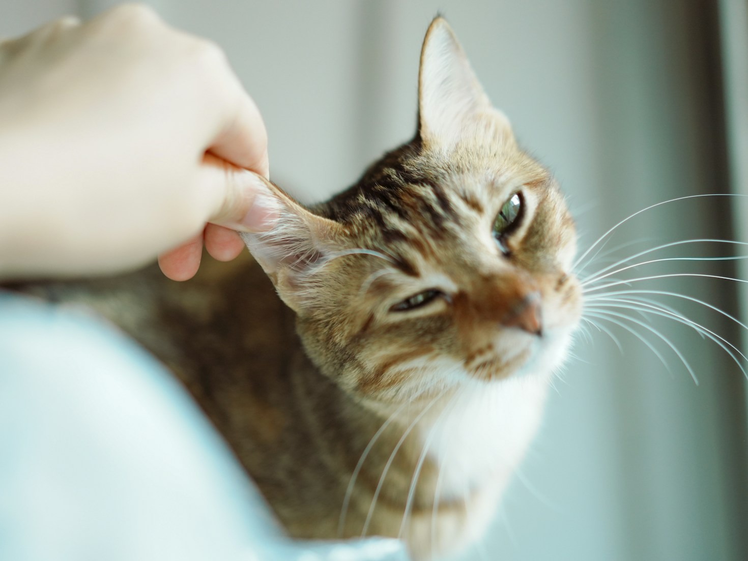Como Escolher os Melhores Produtos para Seu Animal de Estimação