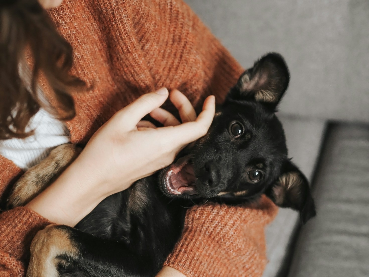 Alimentação Natural: Tendência ou Necessidade para Pets?