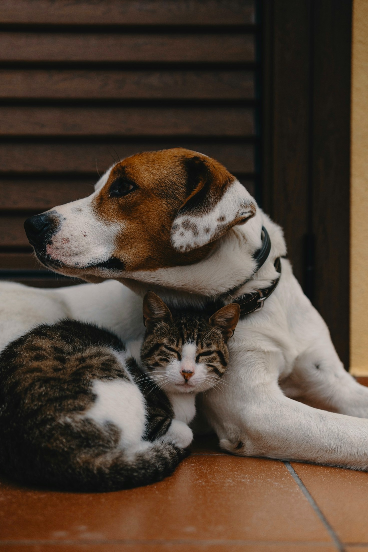 Comportamento Animal: Como Interpretar os Sinais do Seu Pet