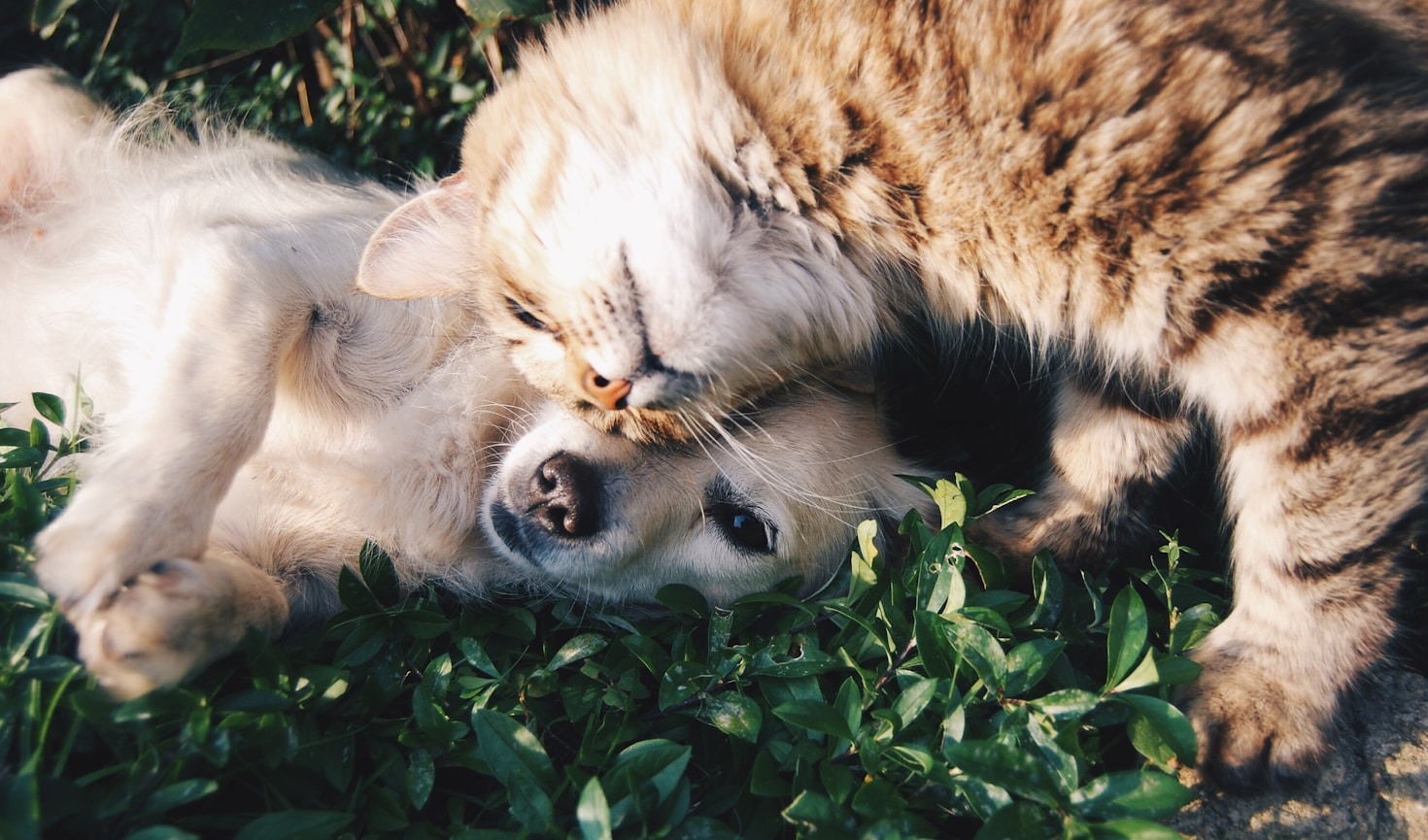 Saúde Pet: Prevenção e Cuidados Essenciais